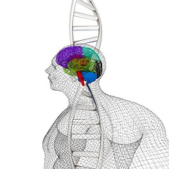 Image showing 3D medical background with human, brain and DNA strands. 3d rend