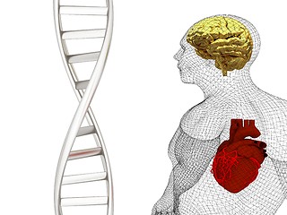 Image showing 3D medical background with DNA strands and wire human body model