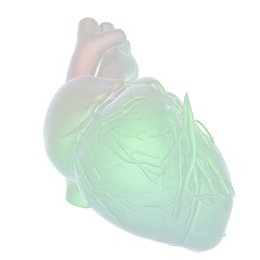 Image showing Abstract illustration of anatomical human heart. 3d render