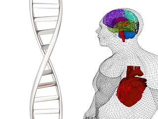 Image showing 3D medical background with DNA strands and wire human body model