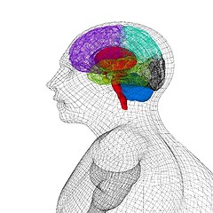 Image showing Wire human head  model with brain. 3d render