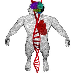 Image showing 3D medical background with DNA strands and wire human body model