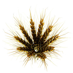 Image showing Golden spikelet. 3d render