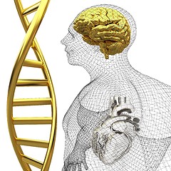 Image showing 3D medical background with DNA strands and wire human body model