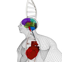 Image showing 3D medical background with DNA strands and wire human body model