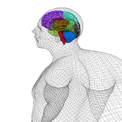 Image showing Wire human model with brain. 3d render