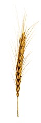 Image showing Golden spikelet. 3d render