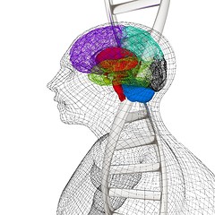 Image showing 3D medical background with human, brain and DNA strands. 3d rend