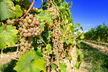 Image showing typical vineyard in northern Italy Trentino