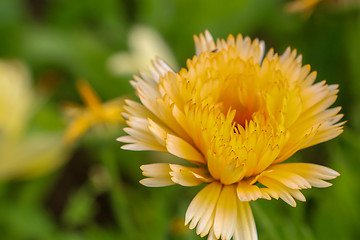 Image showing Yellow calendula in green garden.