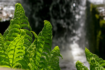Image showing Fern leafs as abstract background.