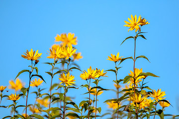 Image showing Yellow flowers on blue sky.