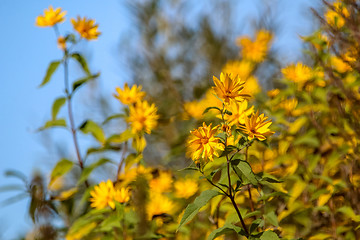 Image showing Yellow flowers on blue sky.