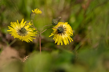 Image showing Yellow flowers on green field.