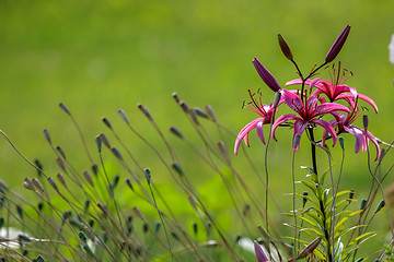 Image showing Pink lily in the garden.