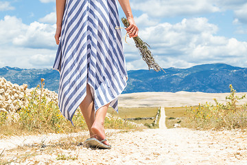 Image showing Detail of woman in summer dress holding bouquet of lavender flowers while walking outdoor through dry rocky Mediterranean Croatian coast lanscape on Pag island in summertime