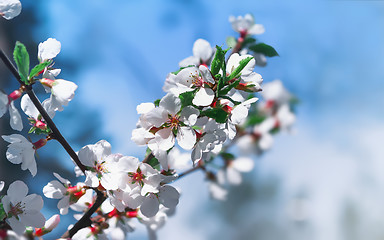 Image showing White Flowers Of Cherry Blossoms On A Celestial Background