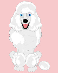 Image showing Dog poodle on rose background is insulated