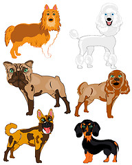 Image showing Vector illustration of the dogs of the varied sorts