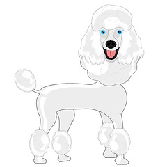 Image showing Dog poodle on white background is insulated