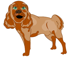 Image showing Dog spaniel on white background is insulated