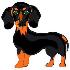 Image showing Dog dachshund on white background is insulated