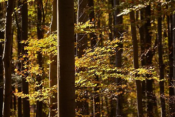 Image showing Autumn forest sunshine