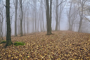 Image showing Autumn Forest Fog