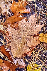 Image showing Fallen autumn leaves