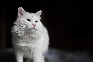 Image showing A beautiful white cat is standing on the bed and looking forward with interest and curiosity