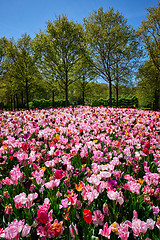 Image showing Blooming tulips flowerbed in Keukenhof flower garden, Netherland