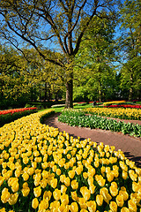 Image showing Blooming tulips flowerbeds in Keukenhof flower garden, Netherlan