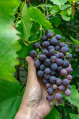 Image showing Juicy ripe grapes against the background of green leaves in the garden. A man\'s hand holds a branch of grapes