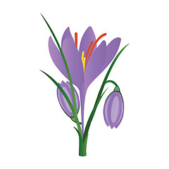 Image showing Vector illustration of purple crocus flowers on white background