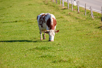 Image showing cow in the green grass