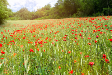 Image showing poppy field