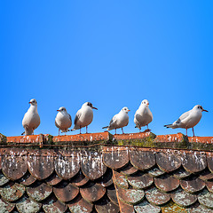 Image showing six seagulls on the roof