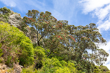 Image showing pohutukawa tree red blossom