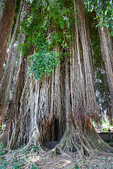 Image showing Tall tree with trailing aerial adventitious roots