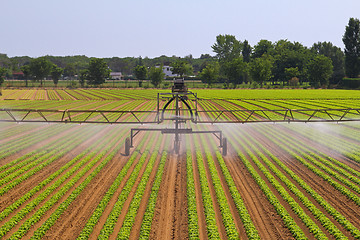 Image showing Field Irrigation