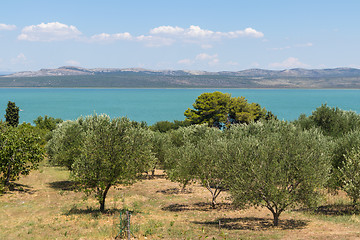 Image showing Groves of olive trees surrounding Vransko lake, Dalmatia, Croatia