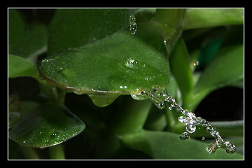 Image showing Drop of water on leaf