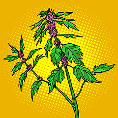 Image showing motherwort medicinal plant