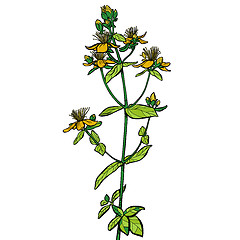 Image showing Hypericum. medicinal plant