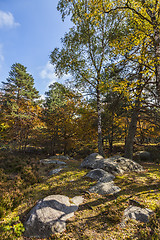 Image showing Autumn Scene in Fontainebleau Forest