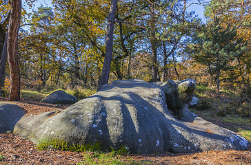 Image showing Autumn Scene in Fontainebleau Forest