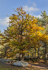 Image showing Autumn Scene in Fontainebleau Forest