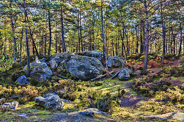 Image showing Autumn Scene in Fontainebleau Forest