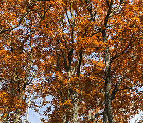 Image showing Colors of Autumn