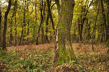 Image showing Tree Trunk Closeup